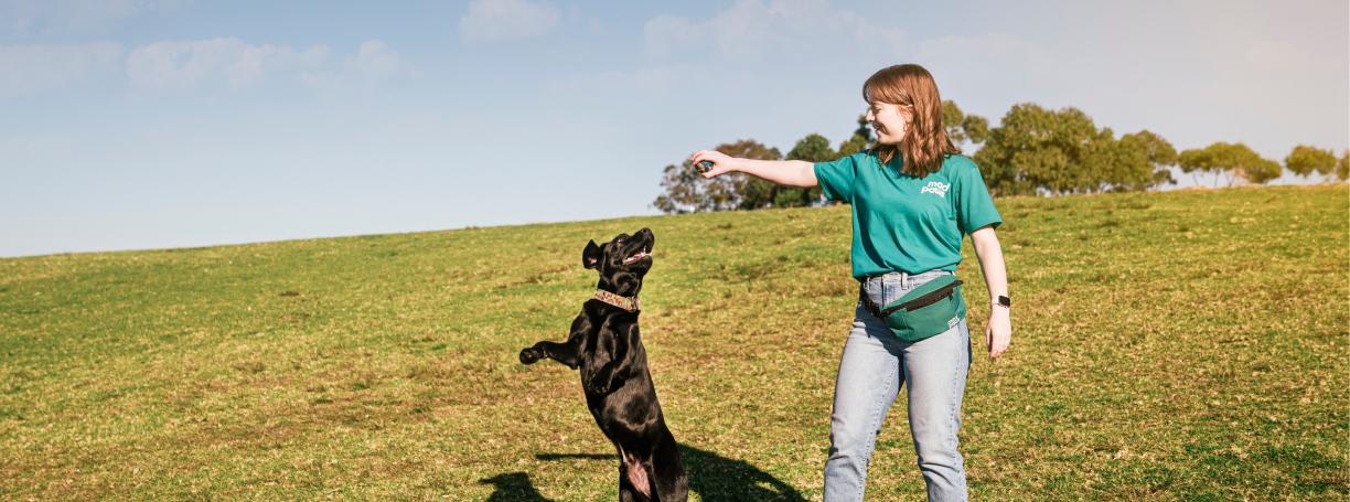 Picture of dog walker walking with two dogs