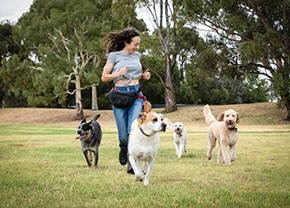 Picture of a Dog Training