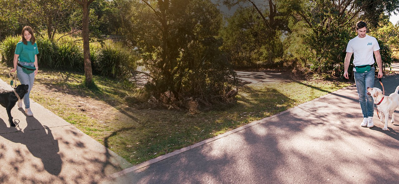 Picture of dog walker walking with two dogs