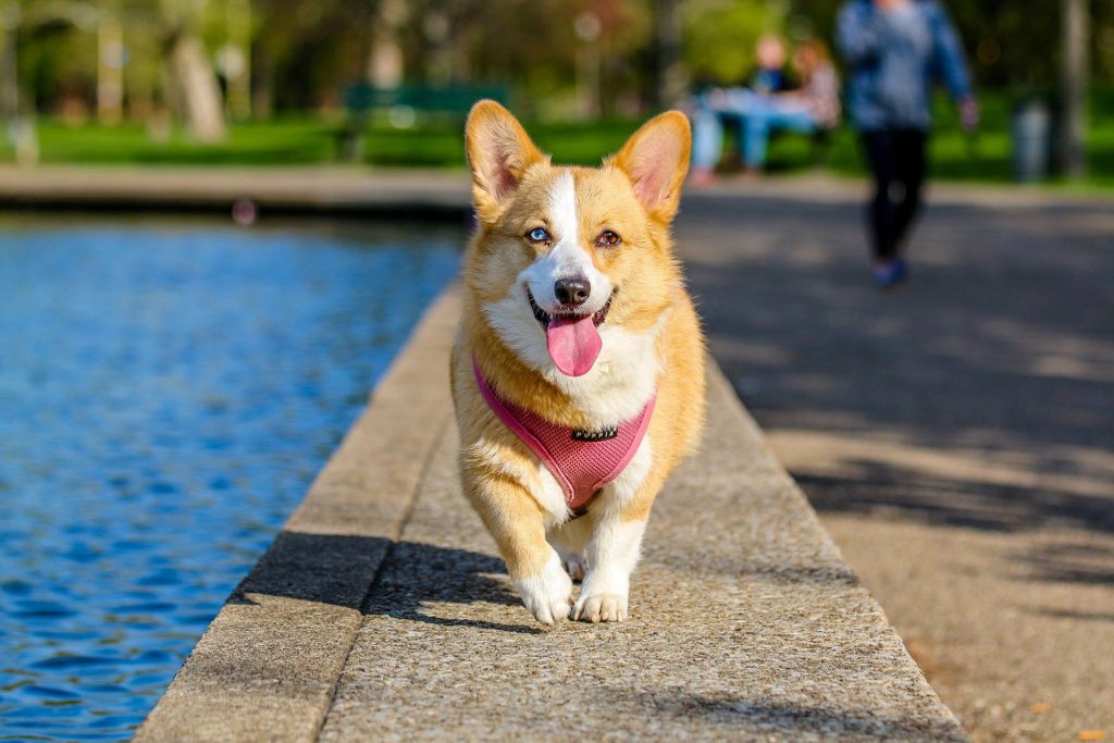 Corgi breed is smart, confident and surprisingly active!