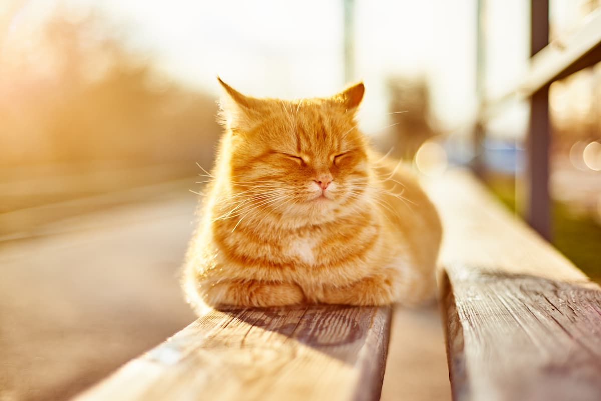 cat in summer sun