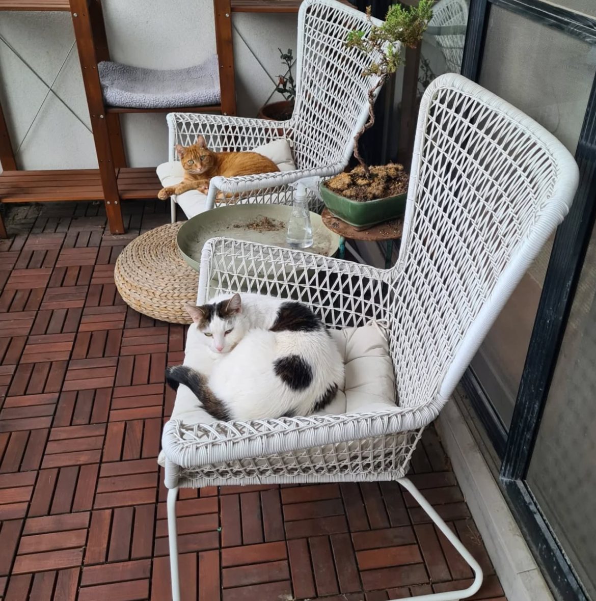 ami4pets Wondering what pets do with Mad Paws Sitters? Everything they'd usually do at home!