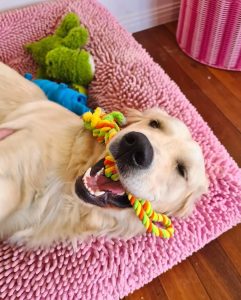What to expect from our Mad Paws Sitters? FUN