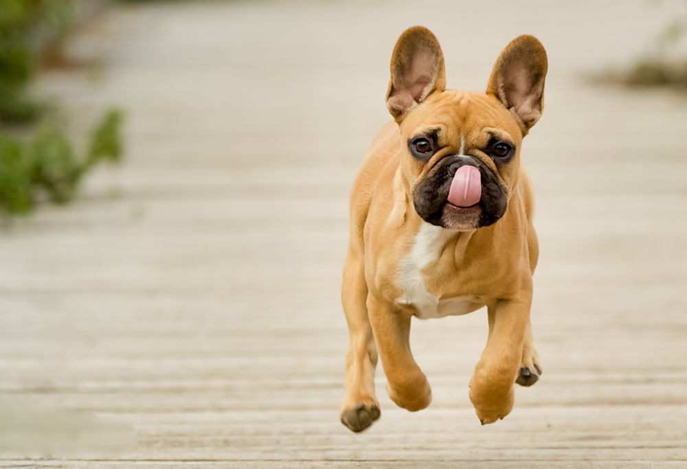 About The Breed: French Bulldog Highland Canine Training | lupon.gov.ph