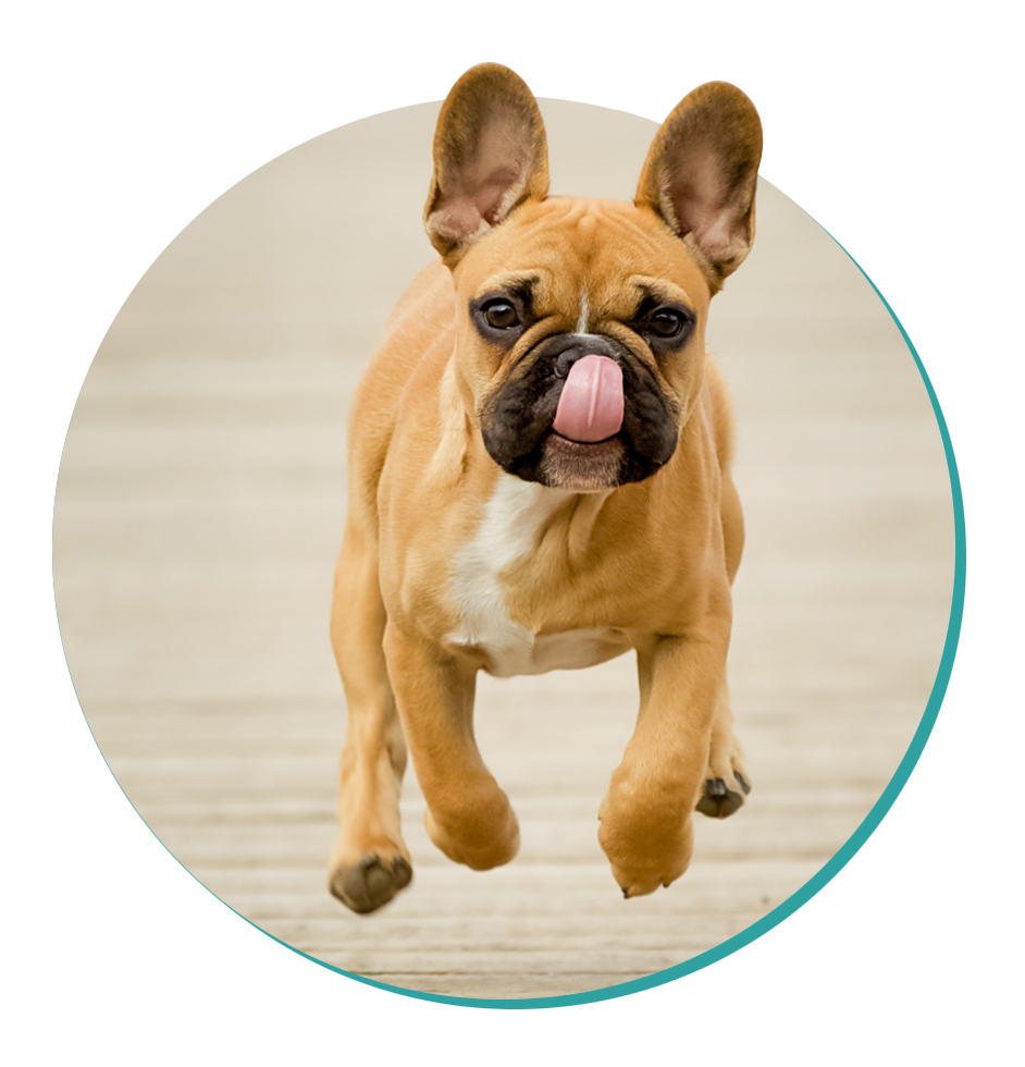 French Bulldog Dog Breed Information