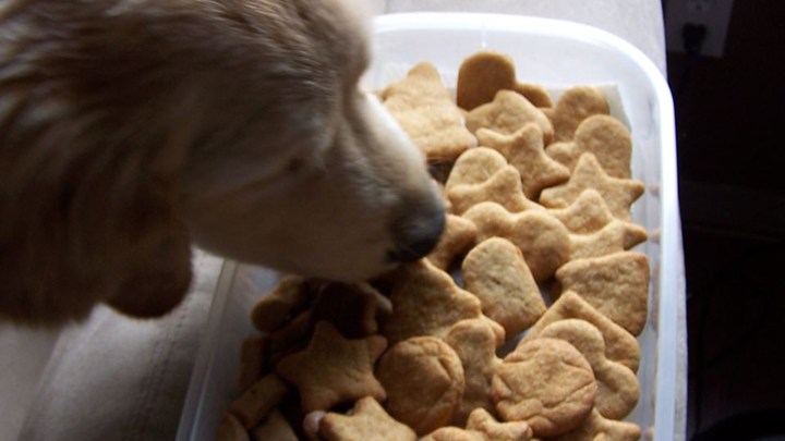 Easter dog treat recipes