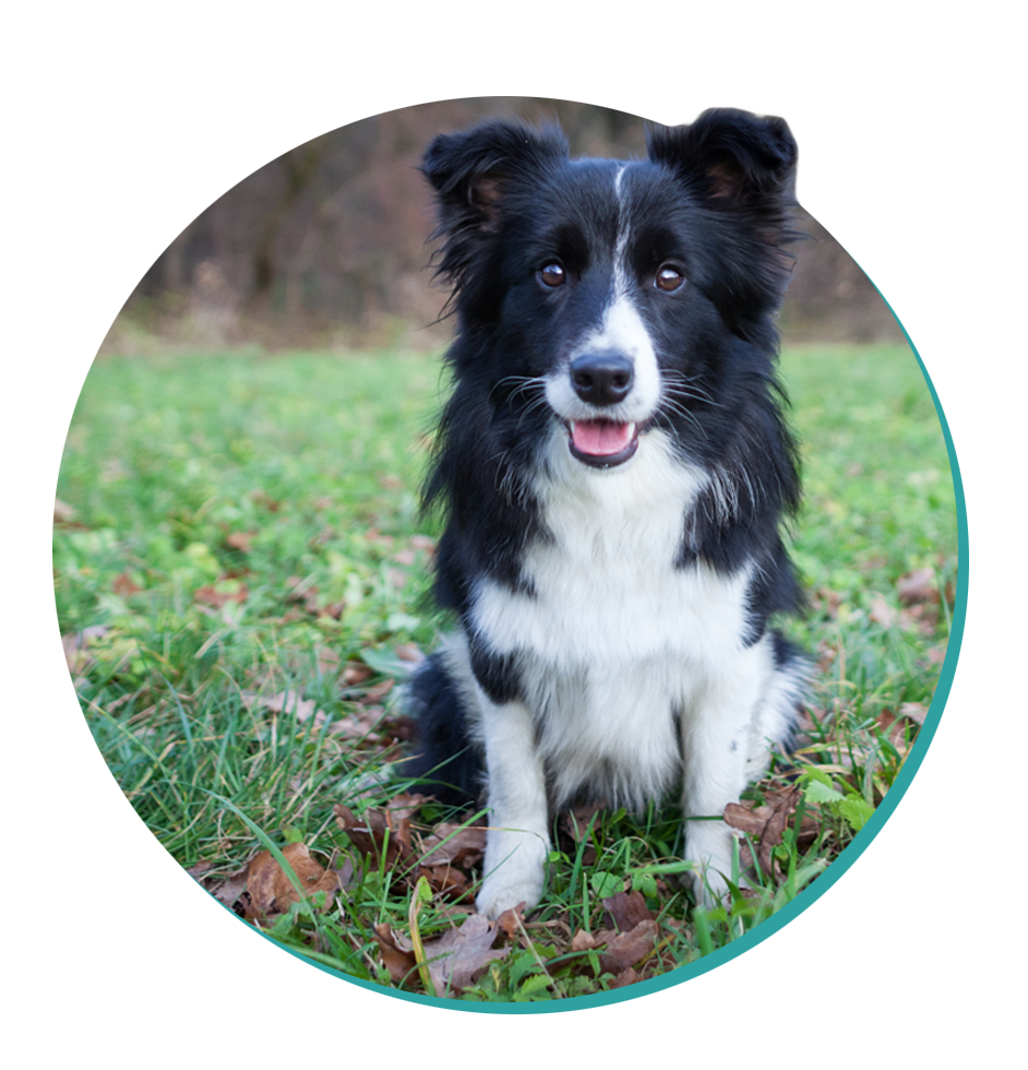 Border Collie Dog Breed Information