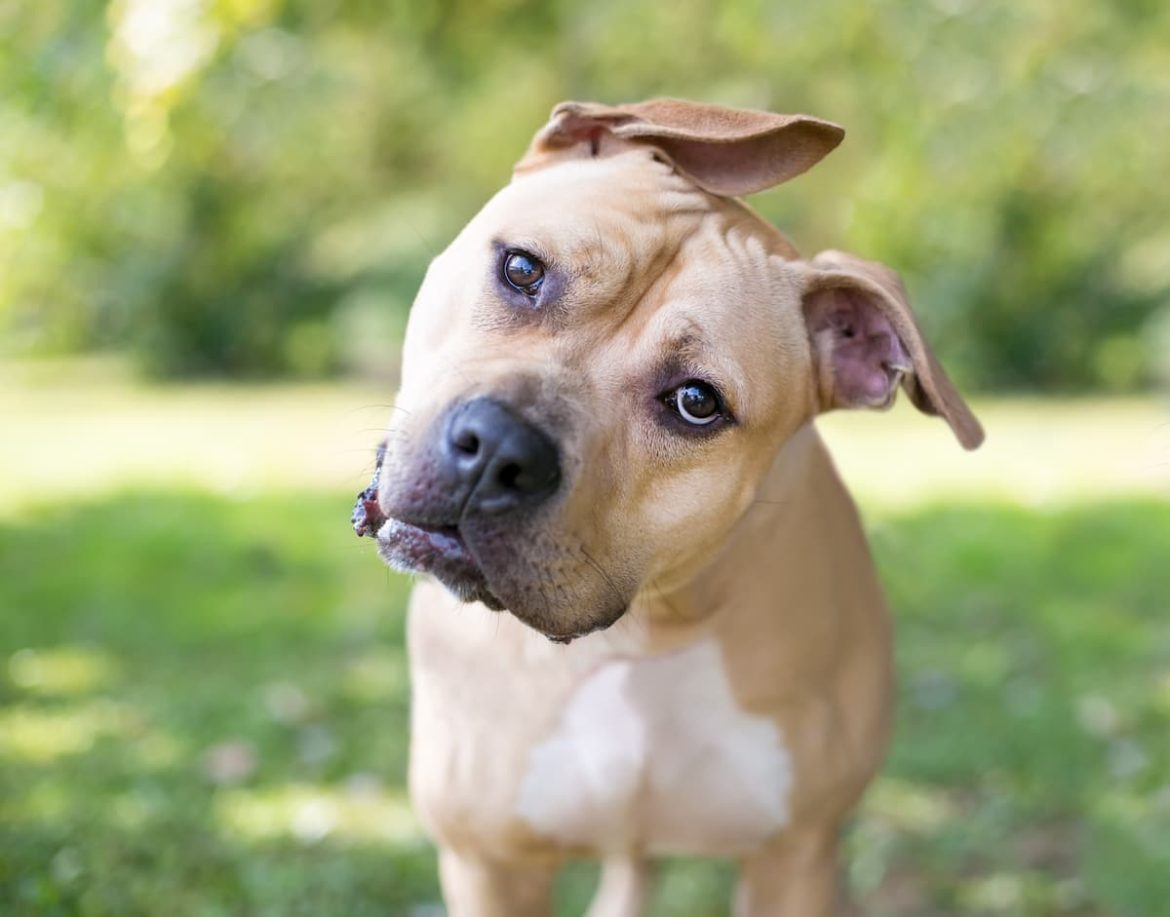 shutterstock_1910569840 (1) What body language says about your dog's feelings