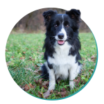 Border Collie breed