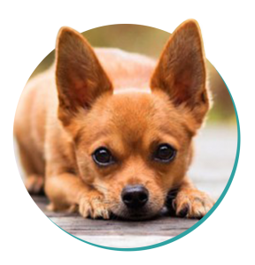 Chihuahua dog breed