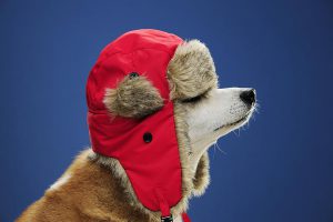 pets safe in winter