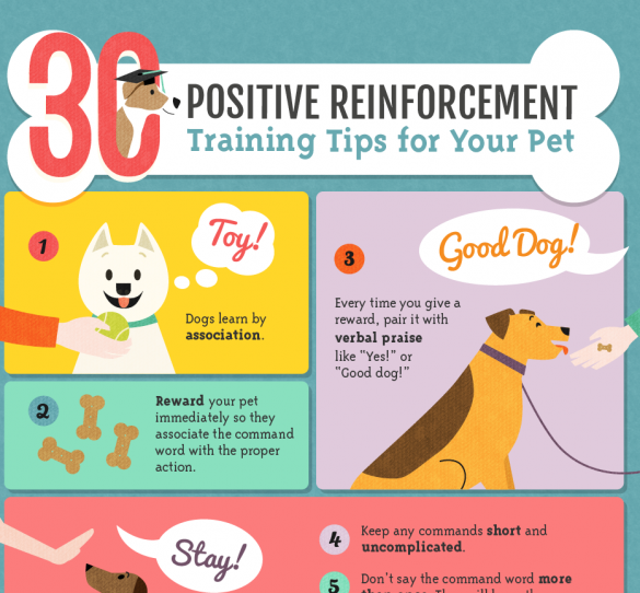 Top Dog Training Tips Mad Paws Blog