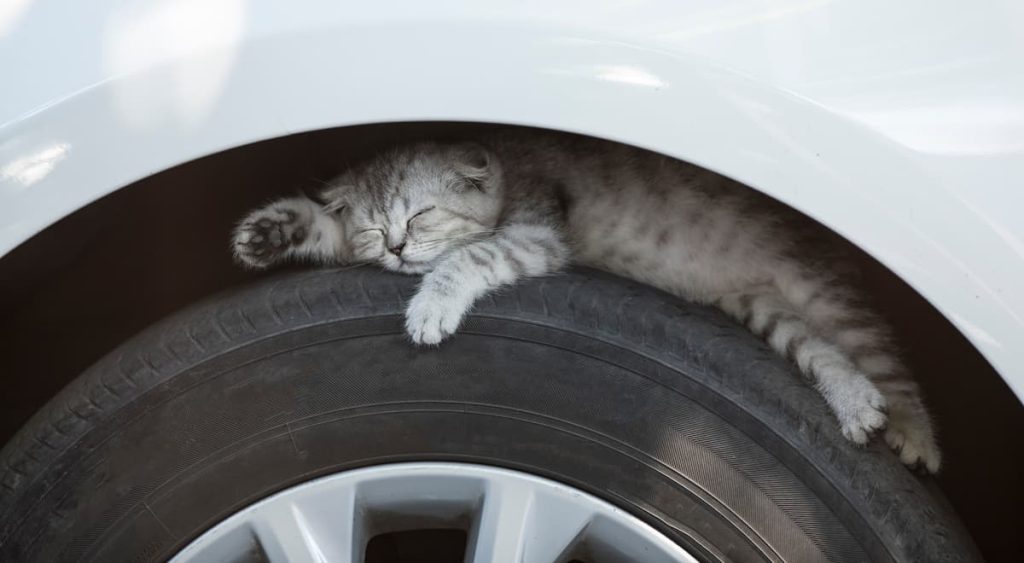 Cat sleeping in car wheel arch