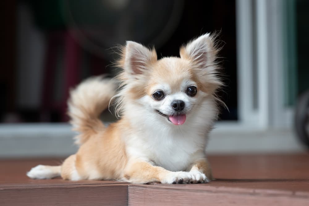 The tiny but mighty Chihuahua breed has so much love to give