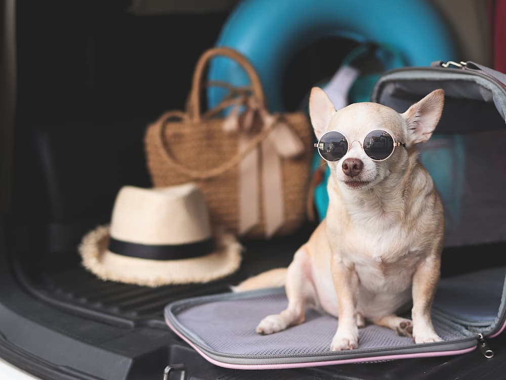 Chihuahua dog breed is a loyal companion