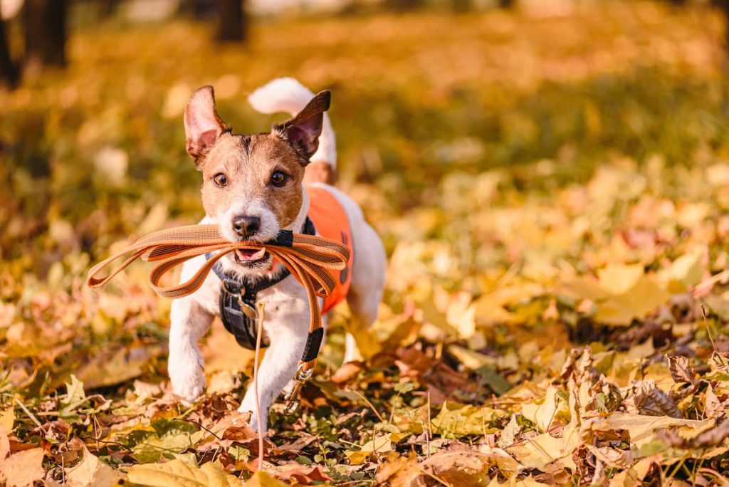 reflective dog collars and harnesses are key for winter walks at night
