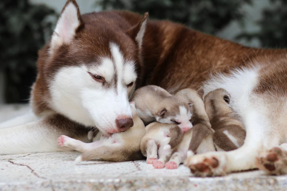 dog mum and pups