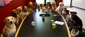 office dog