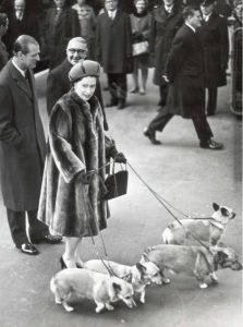 corgi breed with queen elizabeth