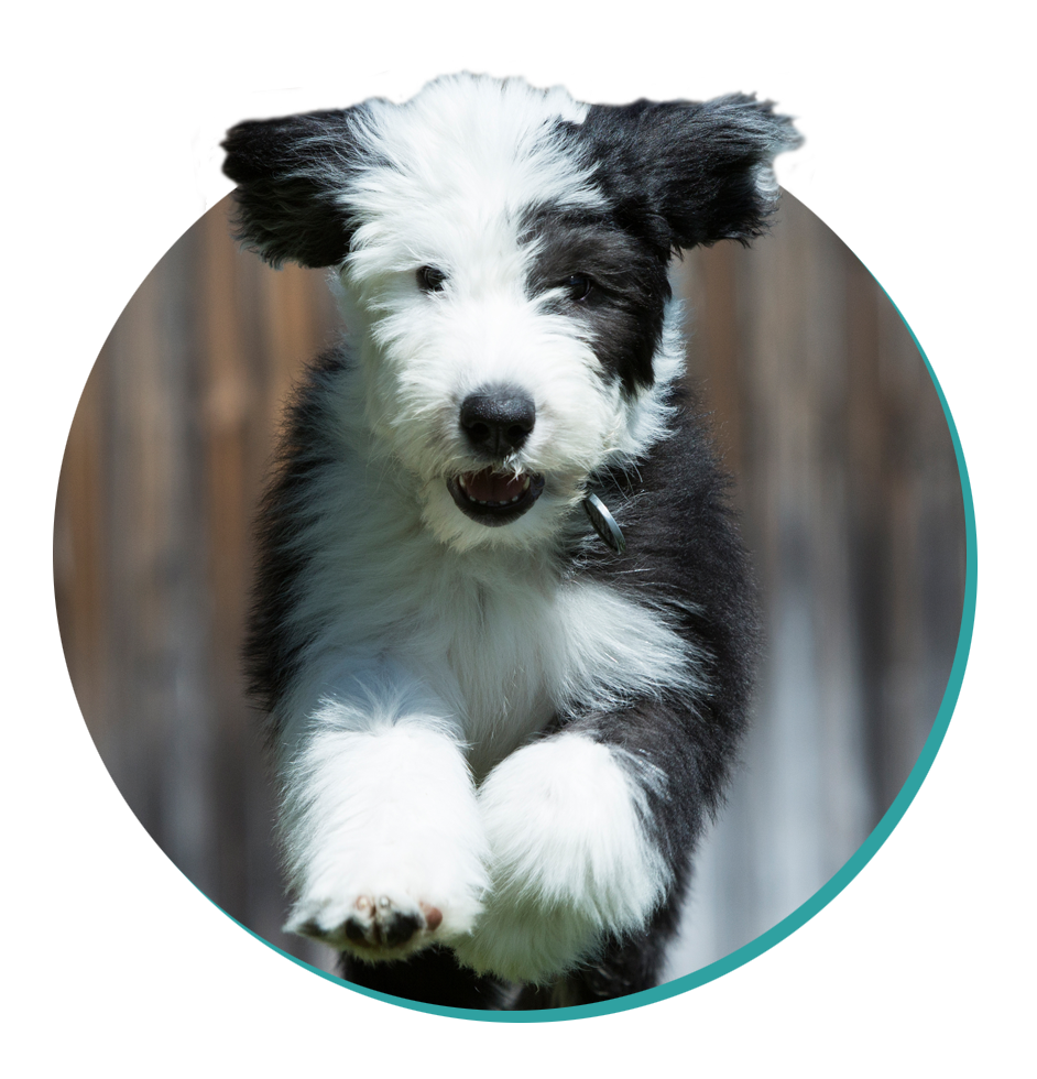 Old English Sheepdog Dog Breed - Facts and Traits