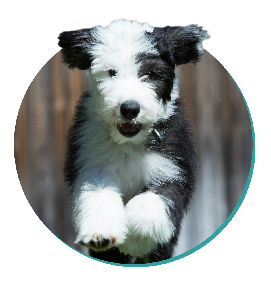 are old english sheepdogs easy to keep weight on