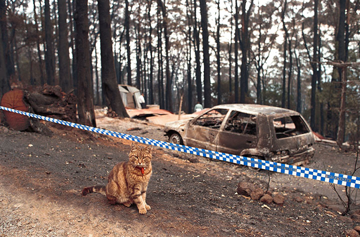 Let this serve as a reminder to have a pet fire safety plan