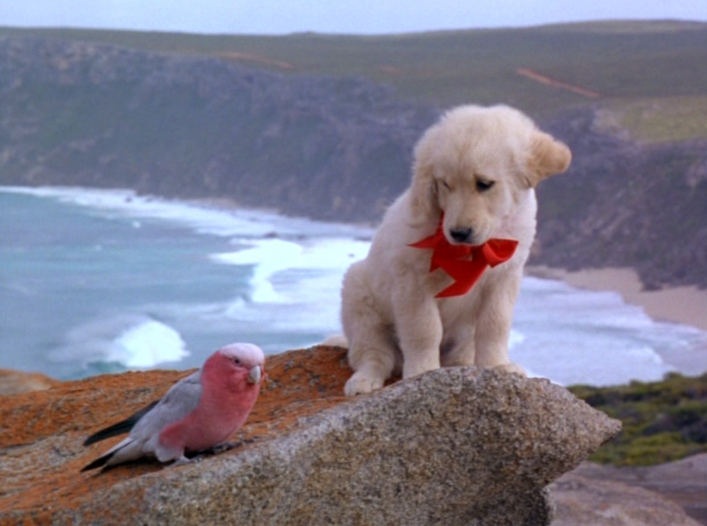 Top 10 Movie Dogs Mad Paws Blog