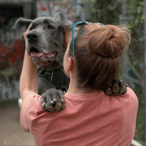 Scratching their ears is a sure fire way to speak dog language