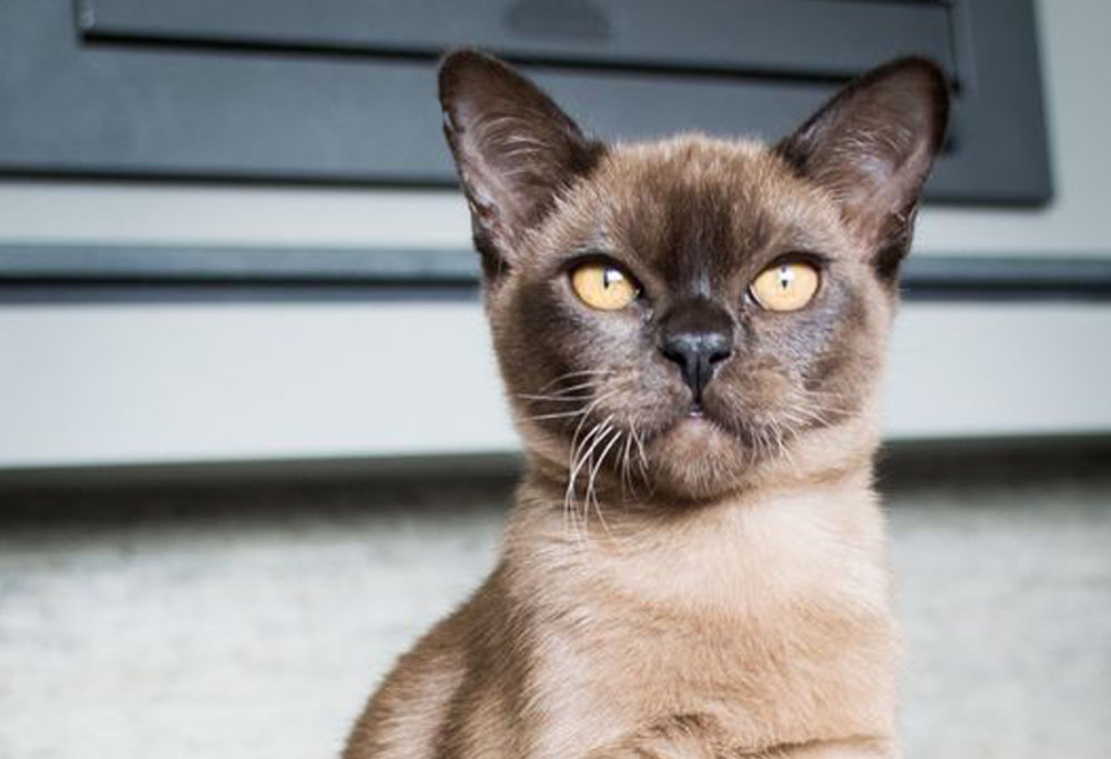 Burmese Cat Breed Corner Mad Paws Blog Burmese Cat Breed Corner Mad Paws Blog