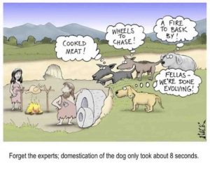 where did dogs come from