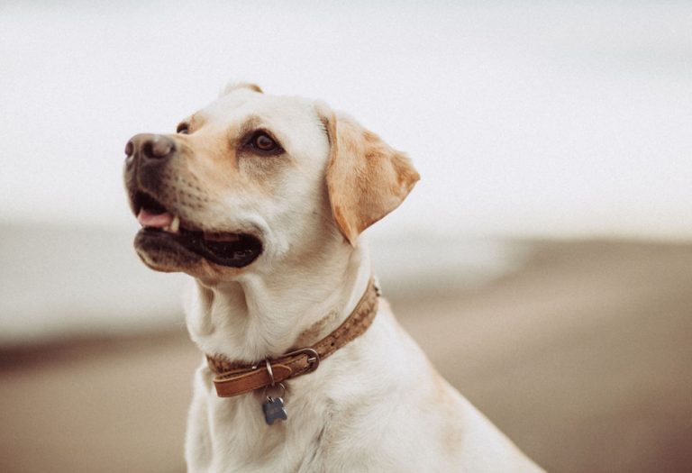 Dog Breed Corner Labrador Mad Paws