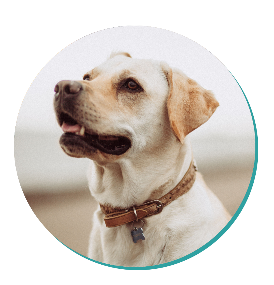 Labrador Dog Breeds Breed Information Mad Paws