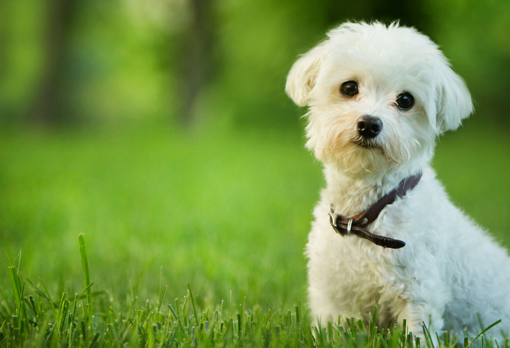 are maltese terrier cat friendly