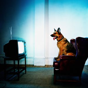 Can dogs watch tv?