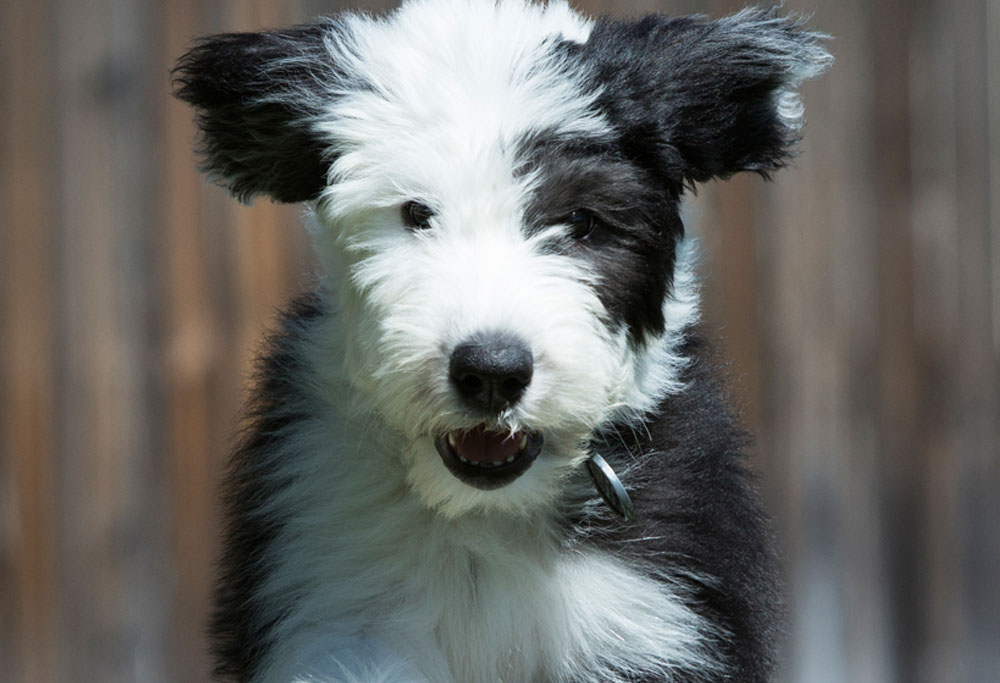 are old english sheepdogs easy to keep weight on