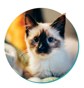 Cat Breed Corner Ragdoll Mad Paws Blog Cat Breed Corner Ragdoll Mad Paws Blog