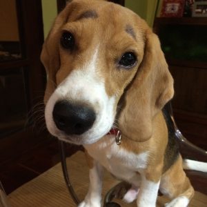 When their puppy dog eyes and eyebrows show you love in dog language