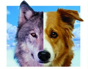 where did dogs come from