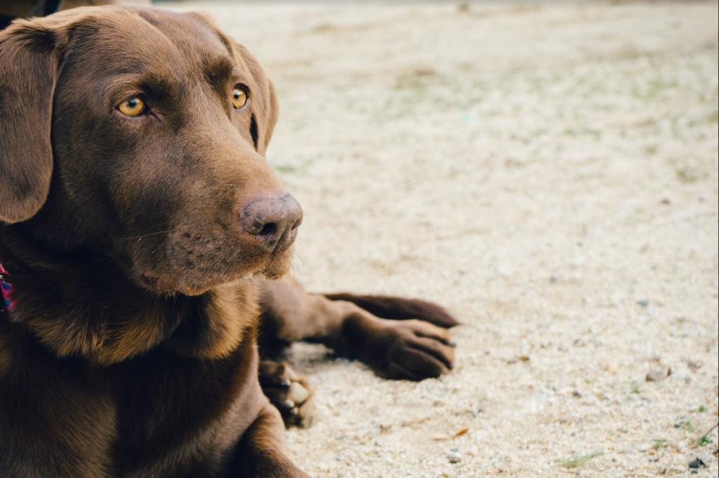 If dogs could talk, would they say anything profound?