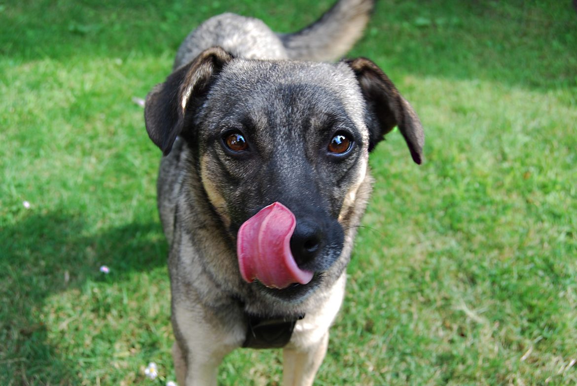 dog-2166192_1920