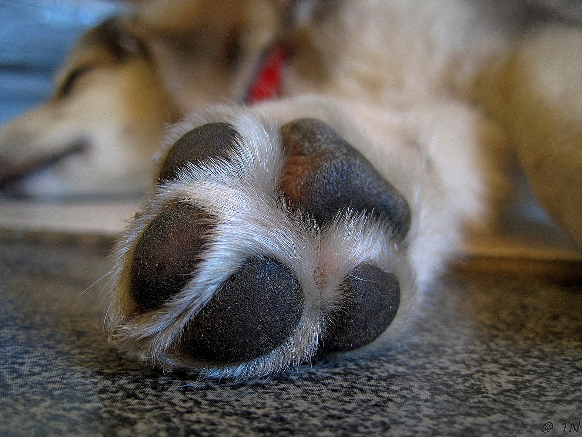 puppy paws