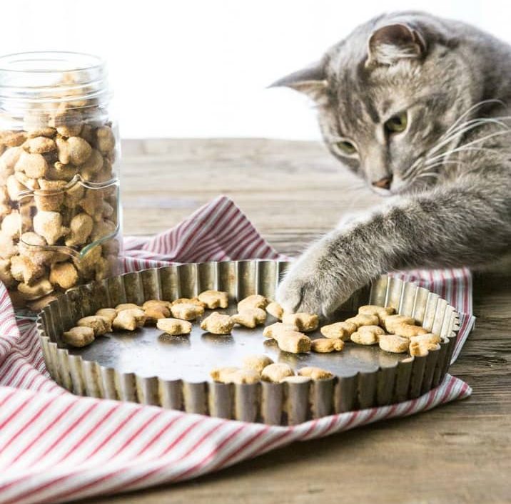 Try out this yummy cat treat recipe from The Cookie Rookie