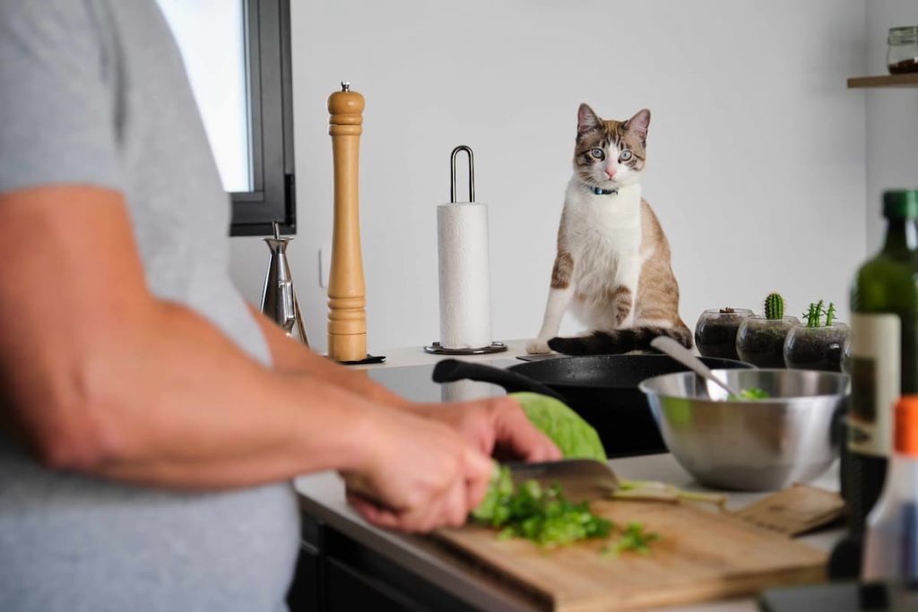 safe human food for cats