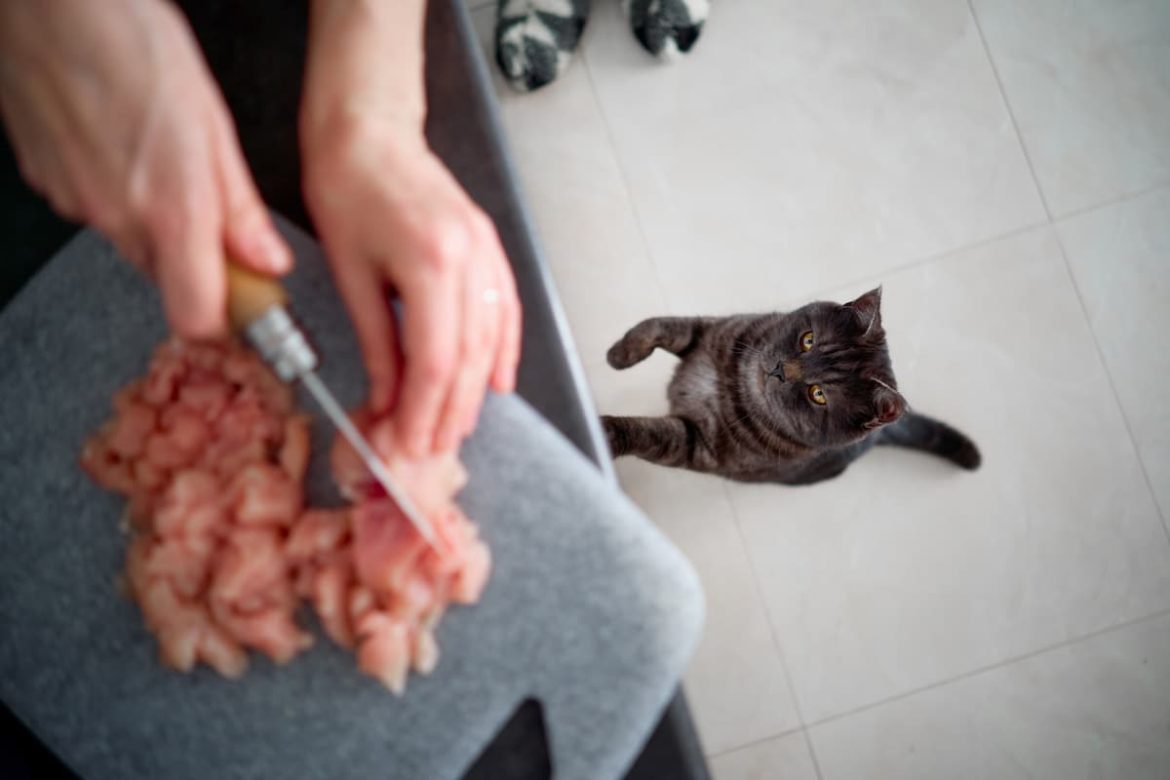 What human foods can cats eat?