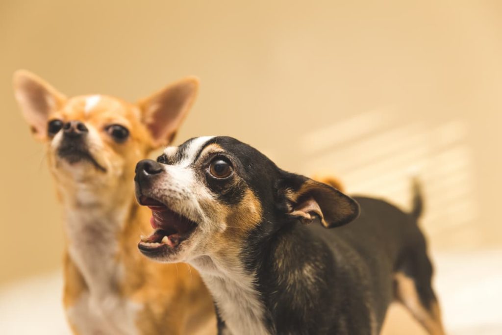If dogs could talk, what would they say?