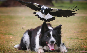 protect pets from magpie swooping