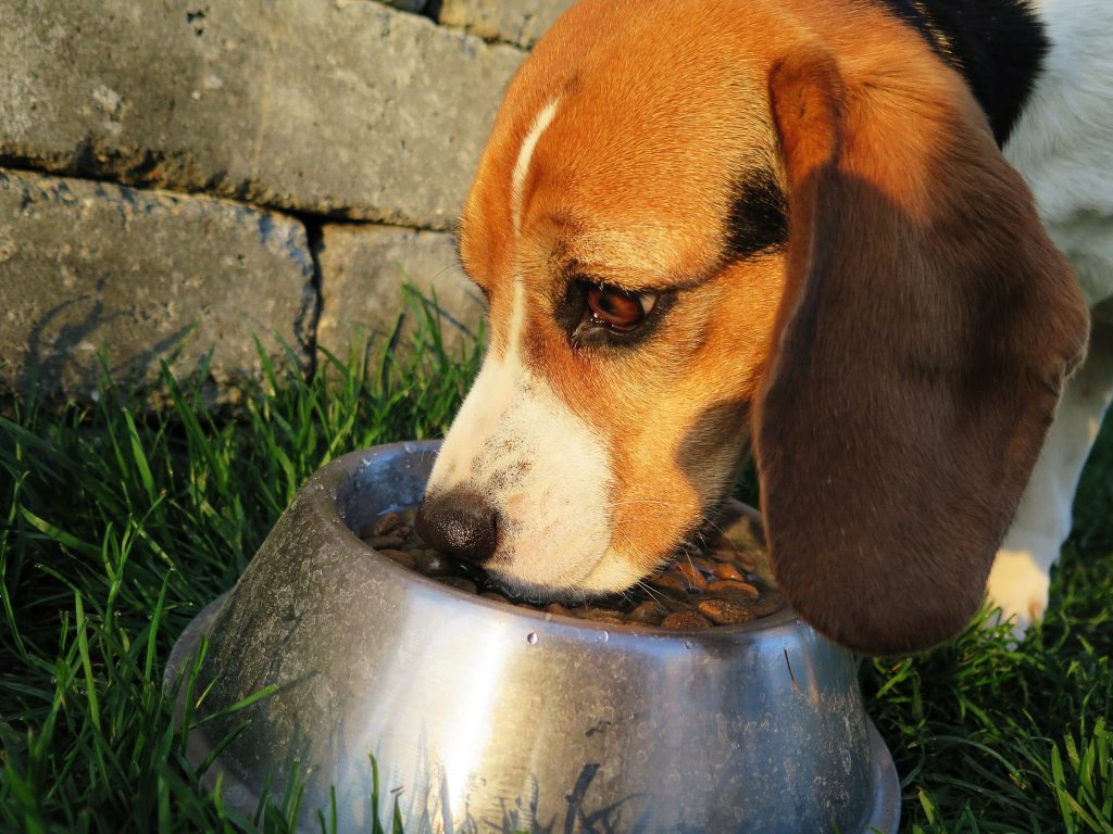 Stop Your Dog Eating Too Fast with These Tips Mad Paws Blog