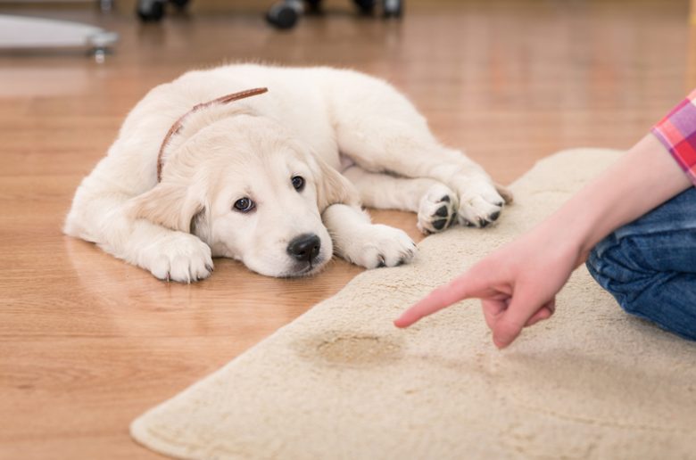 How to Get Pet Smells Out of Carpets