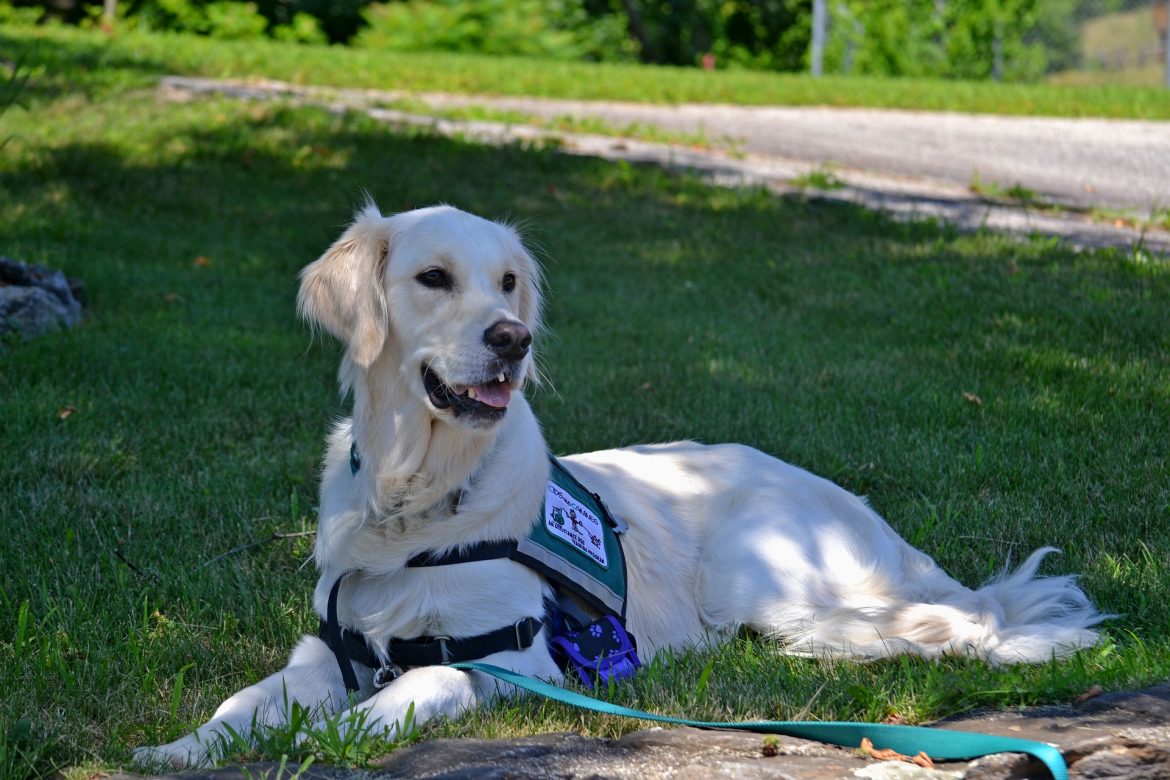 service-dog-2098366_1920