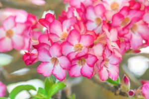 Washingtongardener Top Local Spots For Azalea Viewing Best Bloom